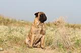 BULLMASTIFF 184